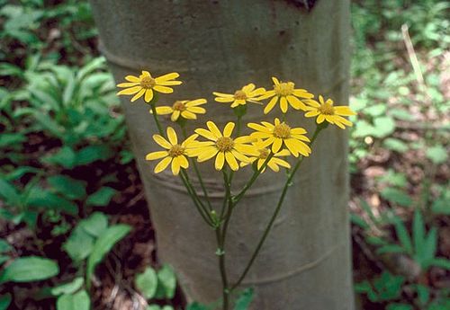 Packera streptanthifolia